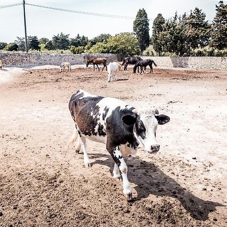 Masseria Prosperi Alimini Kültér fotó