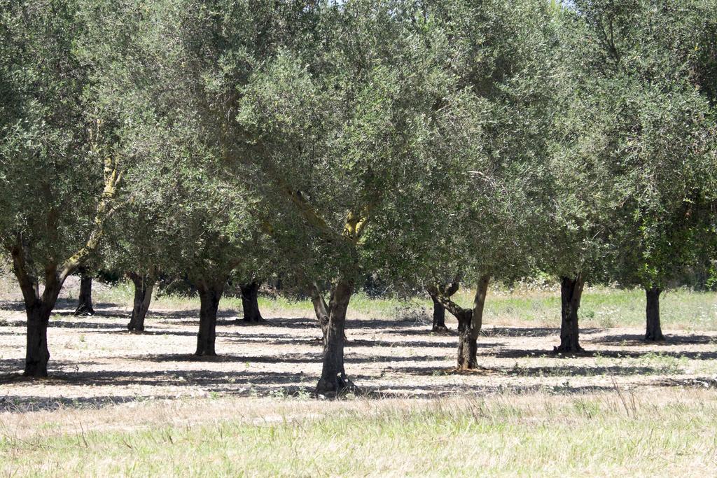 Masseria Prosperi Alimini Kültér fotó